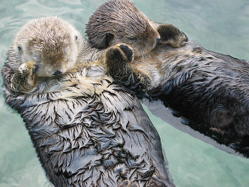 Photograph of two sea otters floating in water